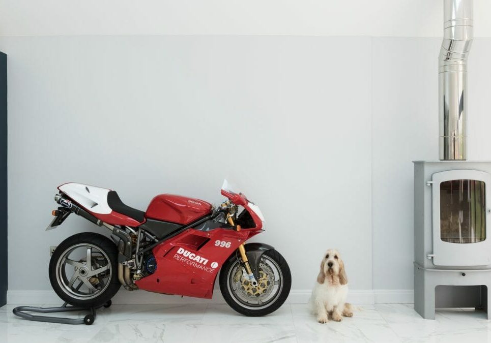 ducati and dog